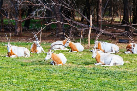Werribee, Australia - September 29th 2014: Scimitar-horned Oryx on safari at Werribee Open Range Zoo in Melbourne, Victoria, Australia
