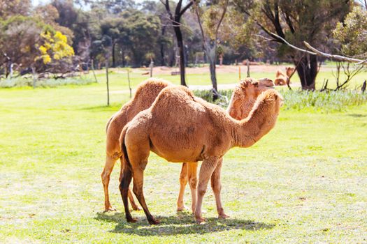 Werribee, Australia - September 29th 2014: A Camels on safari at Werribee Open Range Zoo in Melbourne, Victoria, Australia