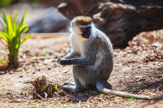 A vervet monkey looks into the distance whilst sitting on a tree branch