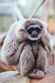 A silvery gibbon stares into the distance perched in a tree