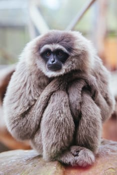 A silvery gibbon stares into the distance perched in a tree