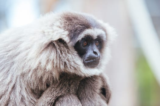 A silvery gibbon stares into the distance perched in a tree