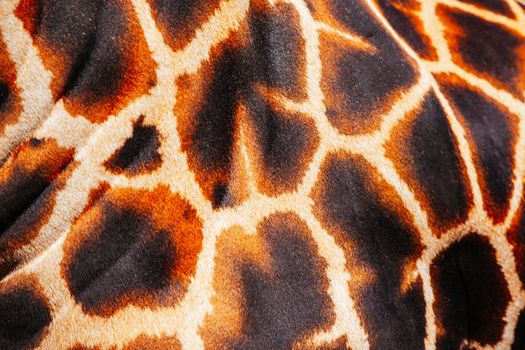Abstract shot and closeup of a giraffe fur and mane in Australia on a sunny day