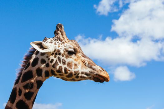 Abstract shot and closeup of a giraffe in Australia on a sunny day