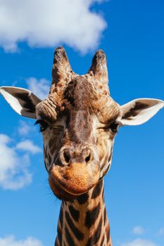 Abstract shot and closeup of a giraffe in Australia on a sunny day