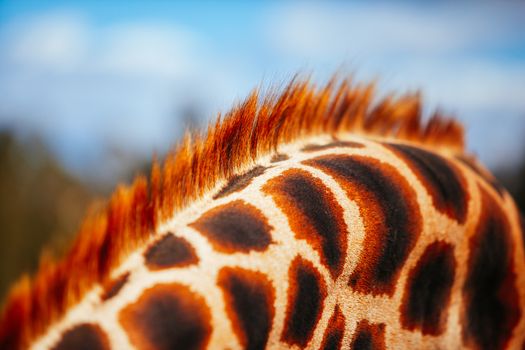Abstract shot and closeup of a giraffe fur and mane in Australia on a sunny day