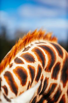 Abstract shot and closeup of a giraffe fur and mane in Australia on a sunny day