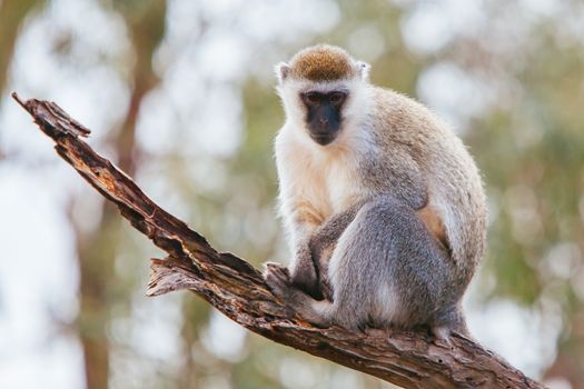 A vervet monkey looks into the distance whilst sitting on a tree branch
