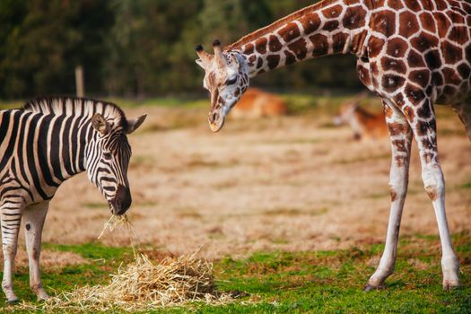 Werribee, Australia - July 19th 2011: A Plains zebra and a giraffe on safari at Werribee Open Range Zoo in Melbourne, Victoria, Australia