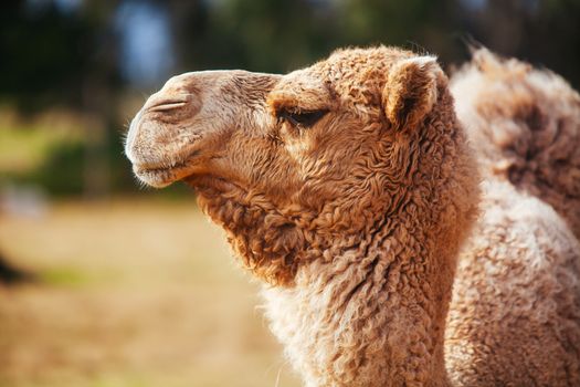 Werribee, Australia - July 19th 2011: A Camels on safari at Werribee Open Range Zoo in Melbourne, Victoria, Australia