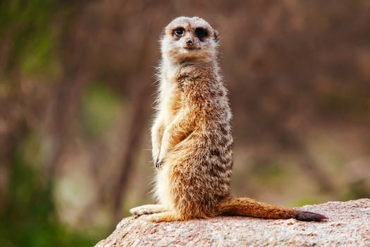 Werribee, Australia - July 19th 2011: A meerkat at Werribee Open Range Zoo in Melbourne, Victoria, Australia