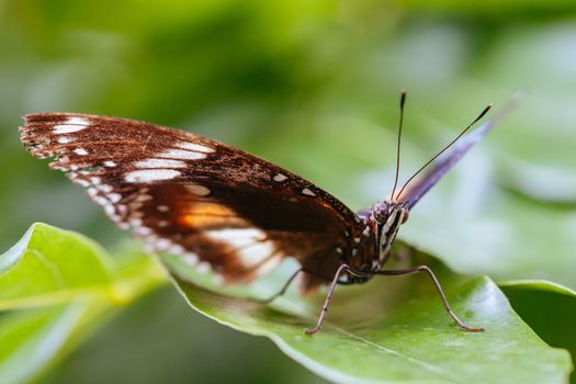A macro closeup shot of a colorful and vibrant butterfly in Melbourne Australia