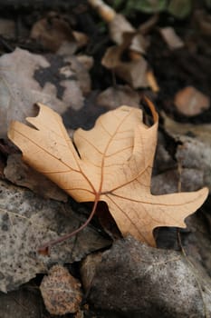 autumn leaf close up macro on the ground