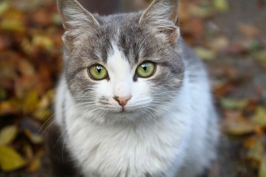 cat looking at camera Close up macro