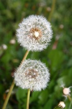 dandelion head seed on field macro, close up