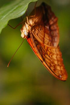 A macro closeup shot of a colorful and vibrant butterfly in Melbourne Australia