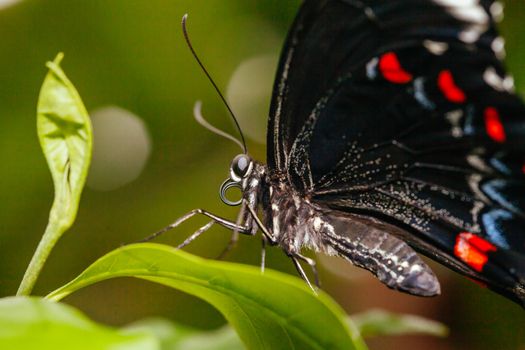 A macro closeup shot of a colorful and vibrant butterfly in Melbourne Australia
