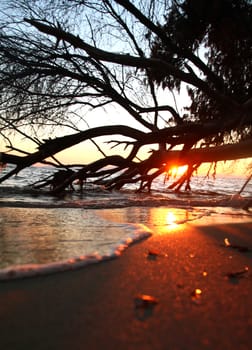 sea sunset death tree, landscape natural background