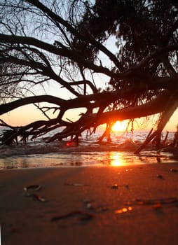 sea sunset death tree, landscape natural background