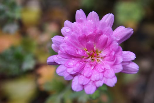 pink flower on the garden macro, close up