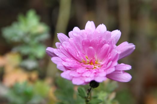 pink flower on the garden macro, close up