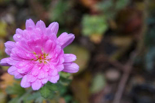 pink flower on the garden macro, close up