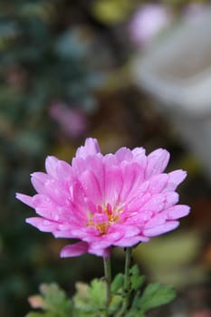 pink flower on the garden macro, close up