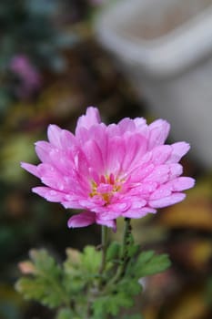 pink flower on the garden macro, close up