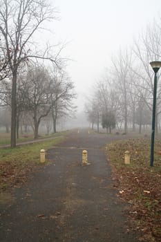 fog in park forest, natural landscape background