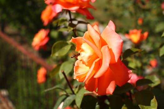 rose orange on the garden, macro close up