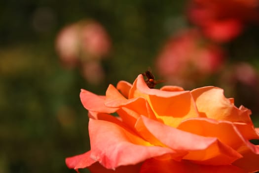 rose orange on the garden, macro close up