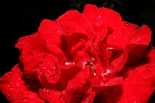 red rose rain drop macro close up