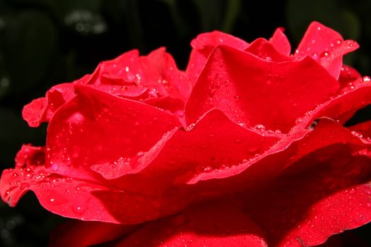 red rose rain drop macro close up