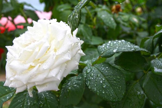 White rose drop on garden, close up macro