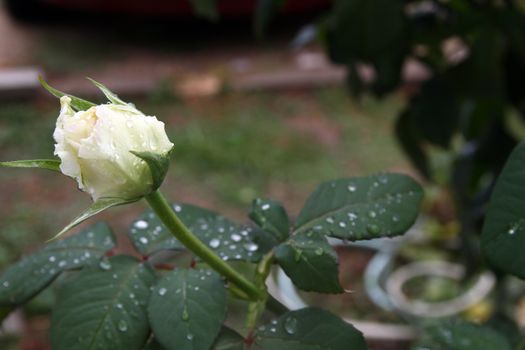 White rose drop on garden, close up macro