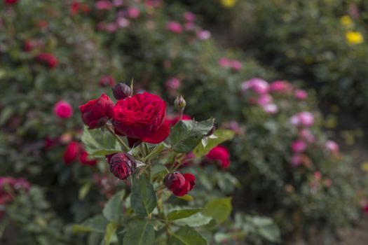 field with red roses both in bud and in full bloom