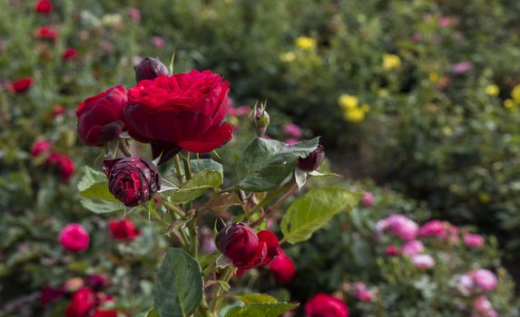 field with red roses both in bud and in full bloom