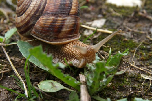 snail on the ground, macro close up