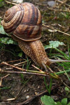 snail on the ground, macro close up