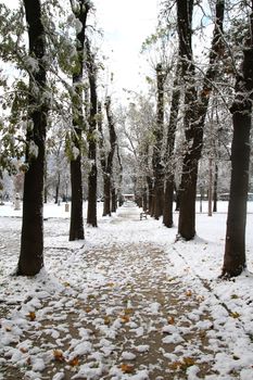 Snow in the Park, winter park in snow