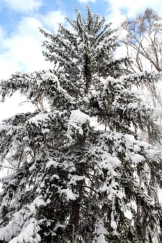 beautiful trees after the winter snow storm