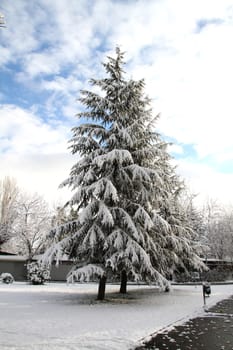 beautiful trees after the winter snow storm