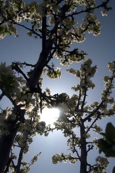 Cherry blossoms at beautiful day in spring