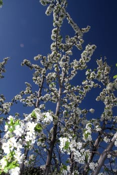 Cherry blossoms at beautiful day in spring