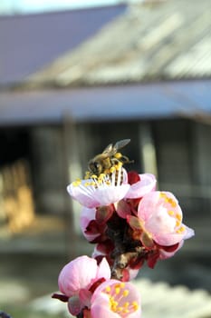 Bees flying into flower close up macro