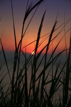 gold sunset grass sea on the beach