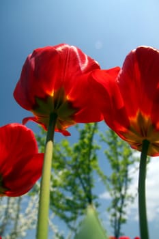 Close up macro of red tulip on garden