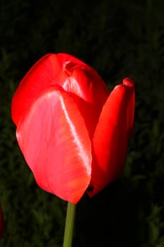 Close up macro of red tulip on garden