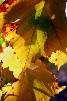 vines leaves in autumn close up macro