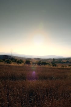 Gold Wheat on Field meadow, landscape panorama